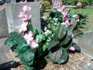 DSC01113.JPG