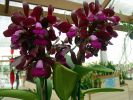DSC01222.JPG