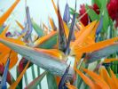 DSC01236.JPG
